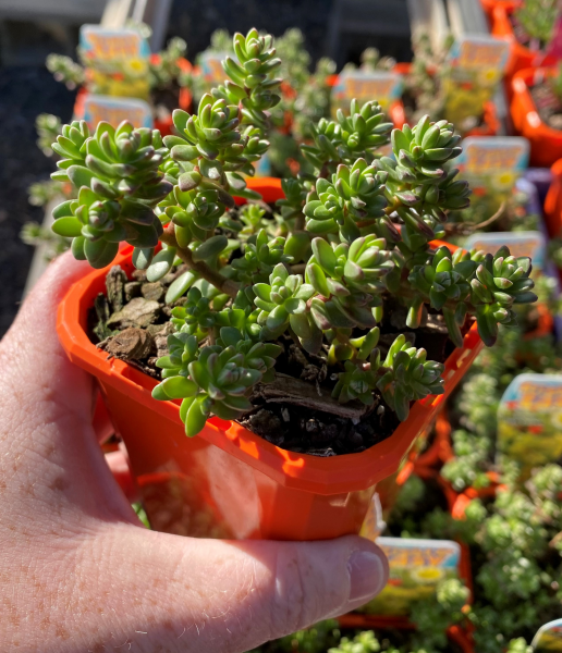 Sedum ‘Star Carpet’ (Star Carpet Stonecrop)