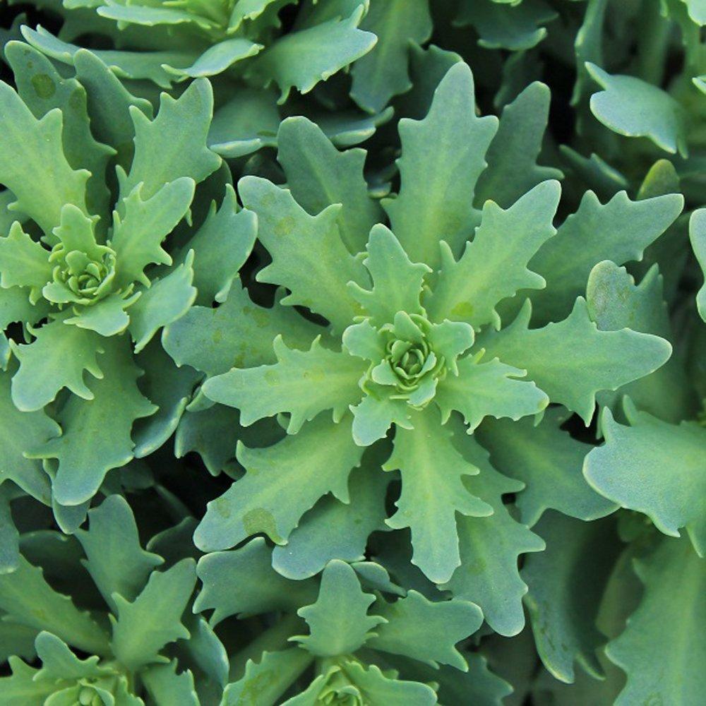 Sedum Thundercloud (Thundercloud Stonecrop)