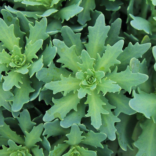 Sedum Thundercloud (Thundercloud Stonecrop)