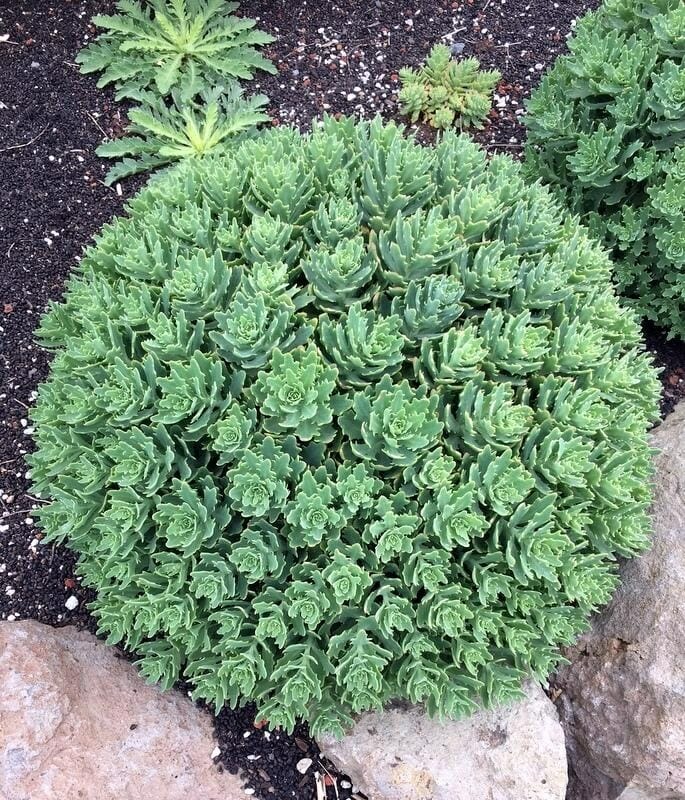 Sedum Thundercloud (Thundercloud Stonecrop)