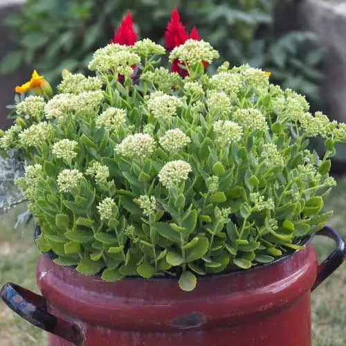 Sedum Thundercloud (Thundercloud Stonecrop)