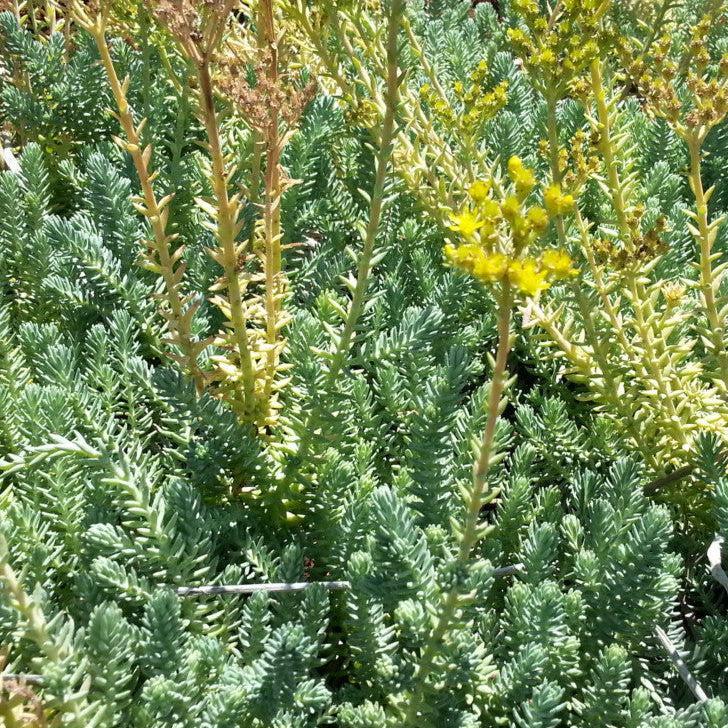 Sedum ‘Blue Feather’ (Blue Feather Stonecrop)