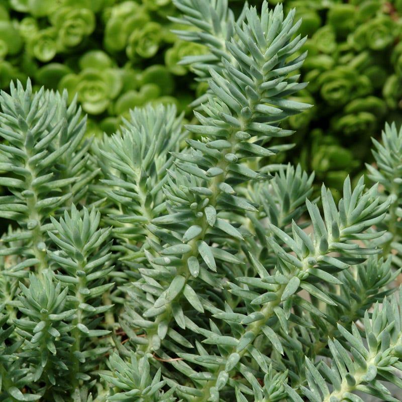 Sedum ‘Blue Feather’ (Blue Feather Stonecrop)
