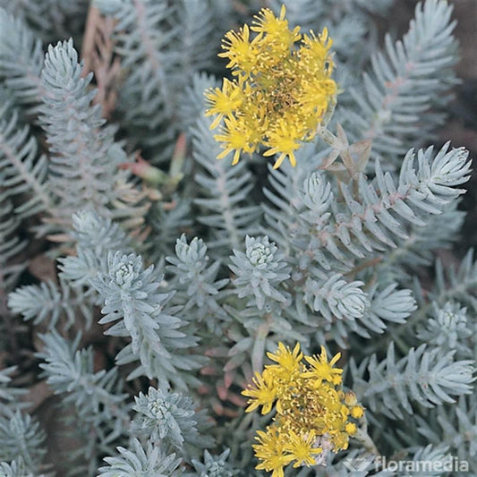 Sedum ‘Blue Feather’ (Blue Feather Stonecrop)