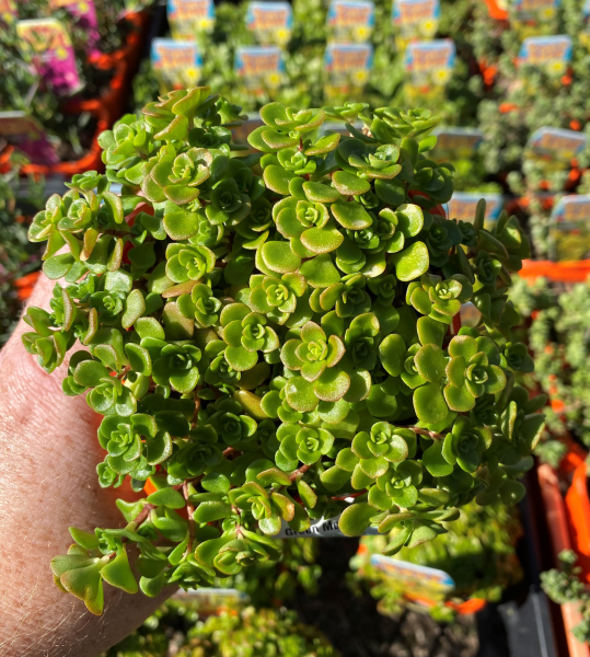 Sedum ‘Green Mound’ (Stone Crop)
