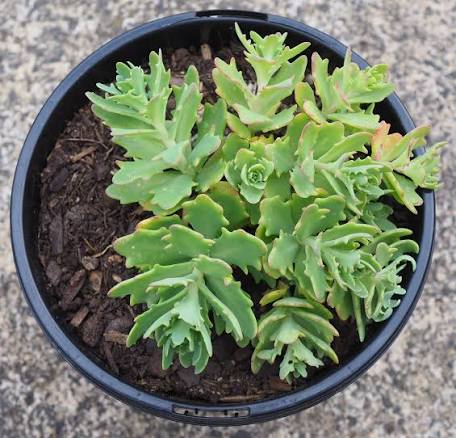 Sedum 'Thundercloud' (Thundercloud Stonecrop)