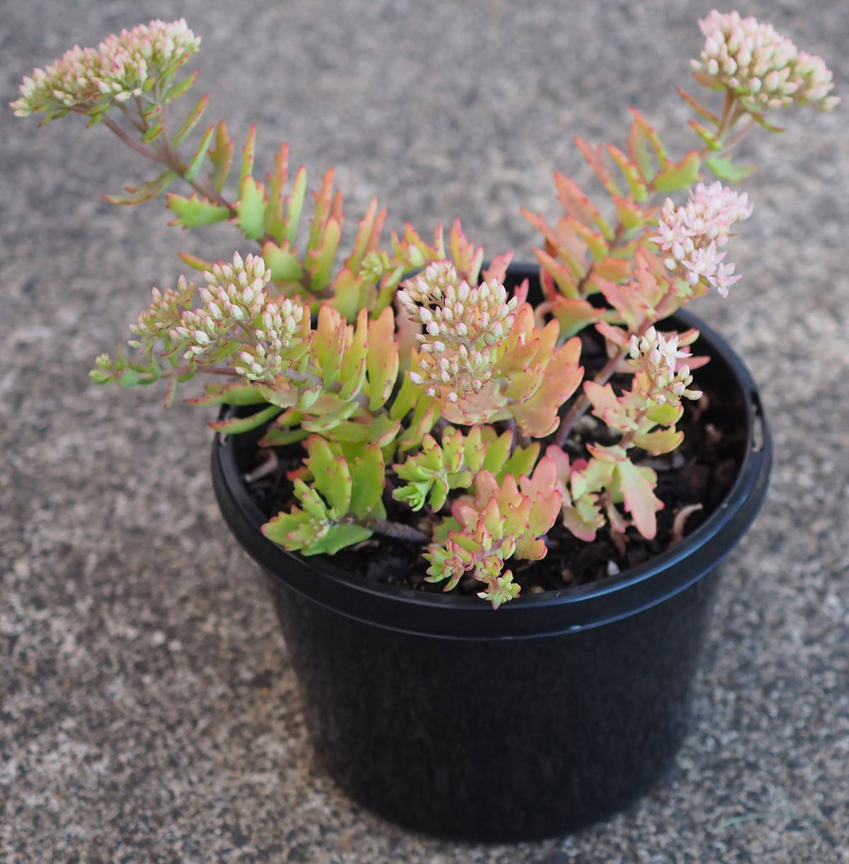 Sedum 'Thundercloud' (Thundercloud Stonecrop)