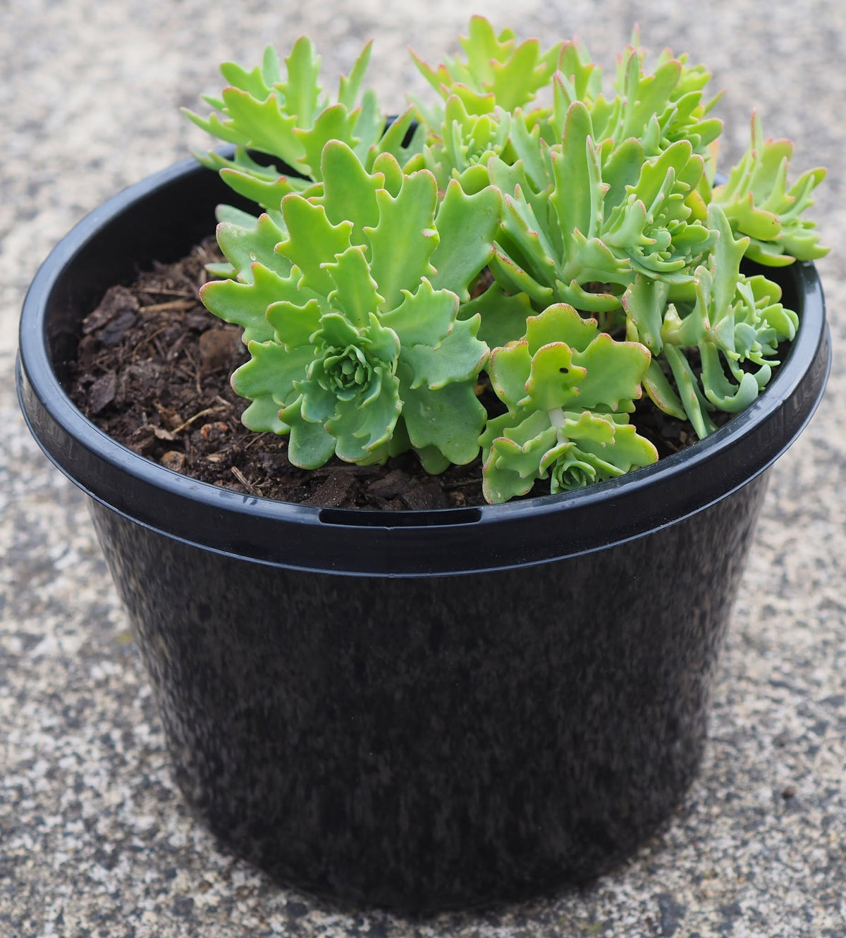 Sedum 'Thundercloud' (Thundercloud Stonecrop)