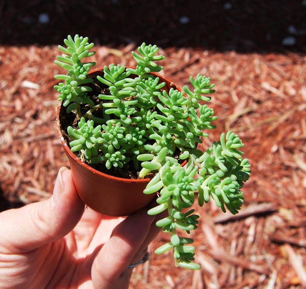 Sedum Potosinum (Potosinum Stonecrop)