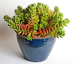 Sedum ‘Jelly Bean’ (Succulent)