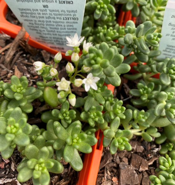 Sedum Album (White Stonecrop)