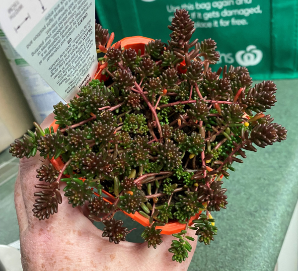 Sedum Album (White Stonecrop)