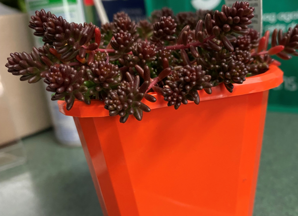 Sedum Album (White Stonecrop)