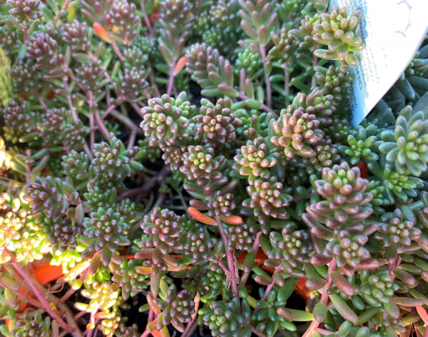 Sedum Album (White Stonecrop)