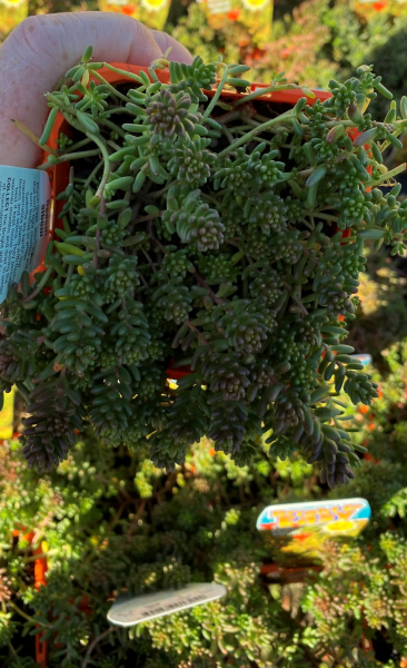 Sedum Album (White Stonecrop)