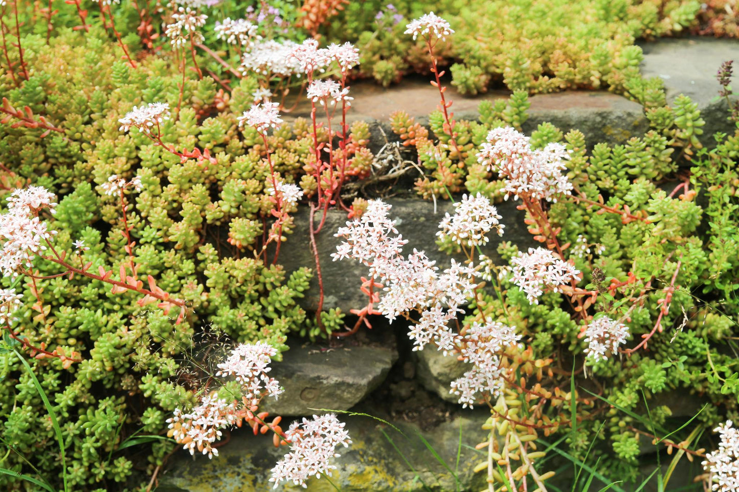 Sedum Album (White Stonecrop)