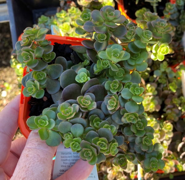 Sedum Makinoi ‘Tornado’ (Tornado Stonecrop)