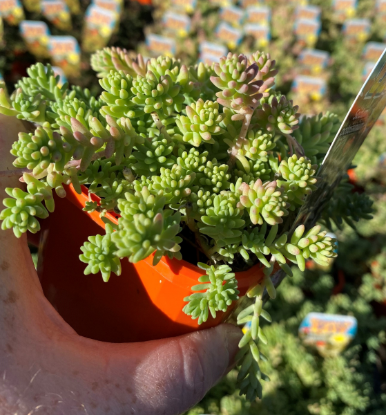 Sedum Potosinum (Potosinum Stonecrop)
