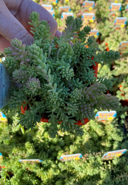 Sedum Potosinum (Potosinum Stonecrop)
