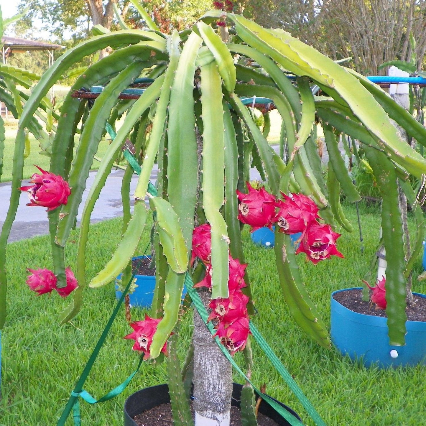 Hylocereus X (Scott’s Purple Dragon Fruit)