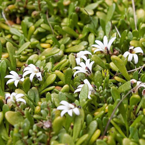 Selliera Radicans (Shiny Swamp Mat / Remuremu)