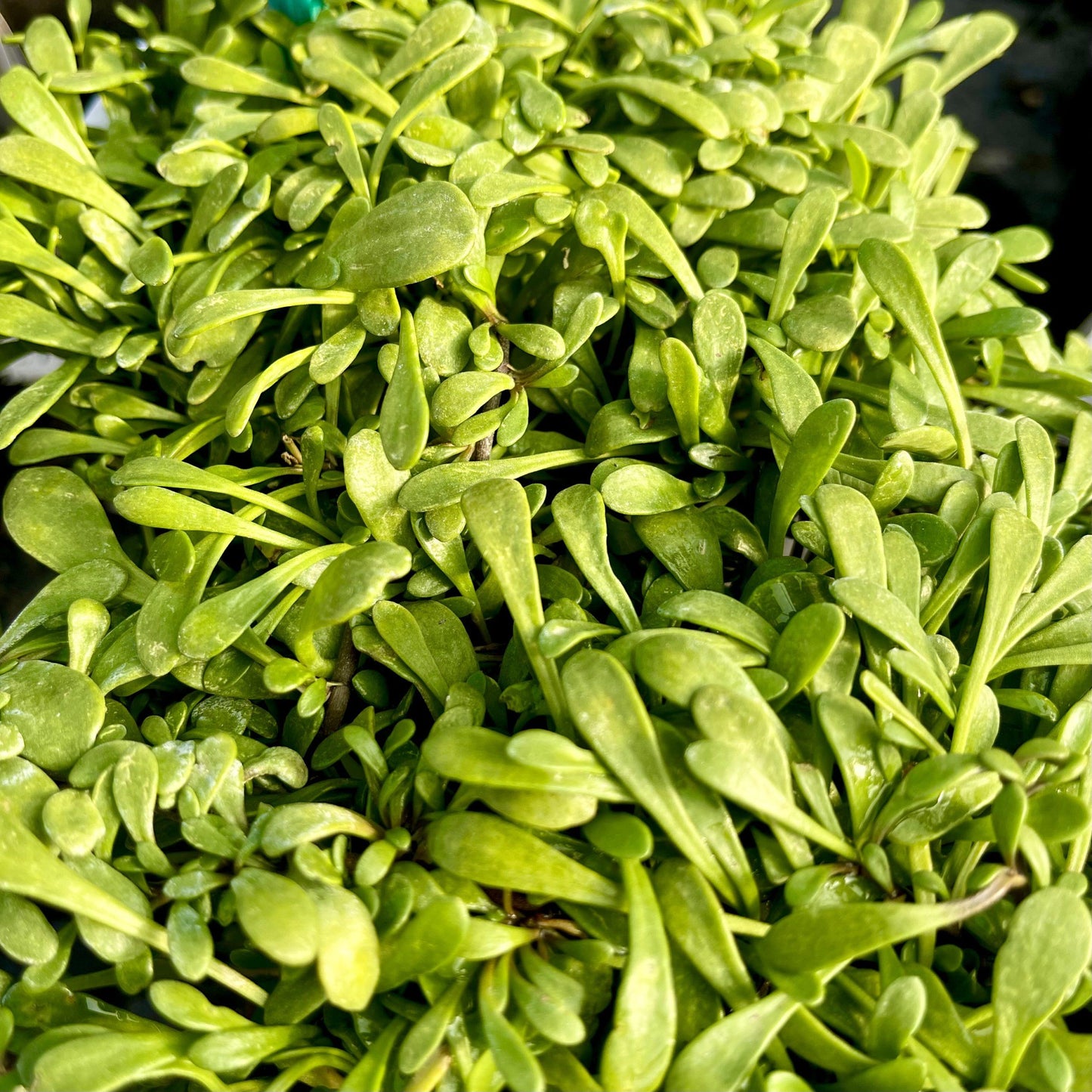 Selliera Radicans (Shiny Swamp Mat / Remuremu)