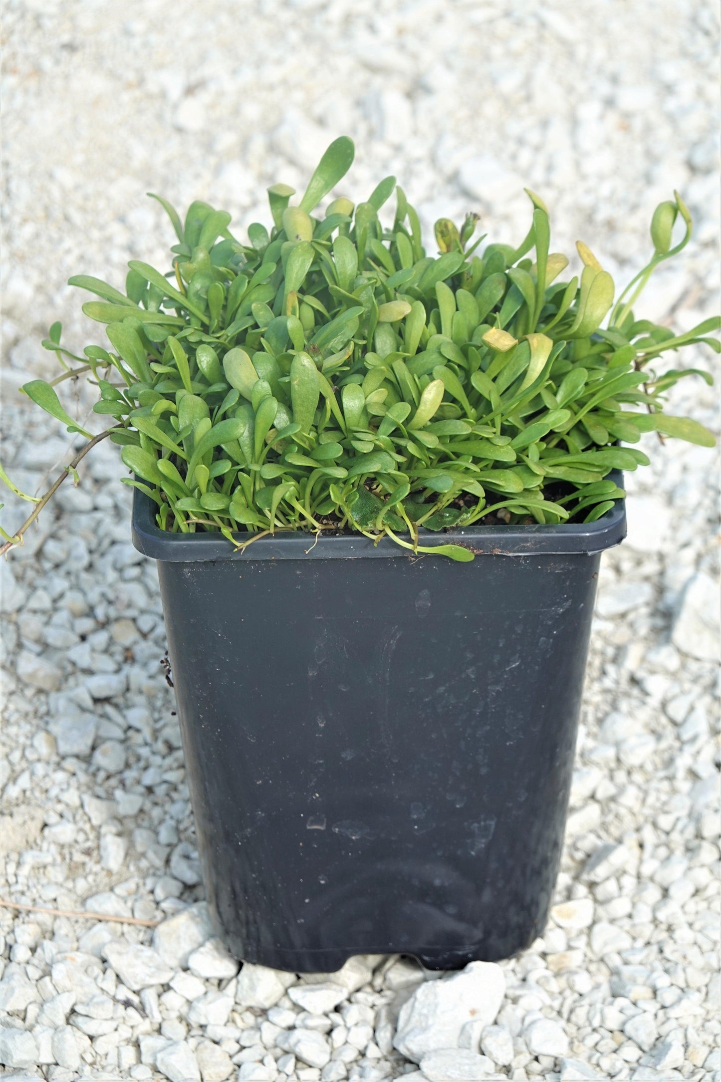 Selliera Radicans (Shiny Swamp Mat / Remuremu)