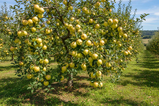 Malus Domestica 'Golden Delicious' (Semi-Dwarf Golden Delicious Apple)