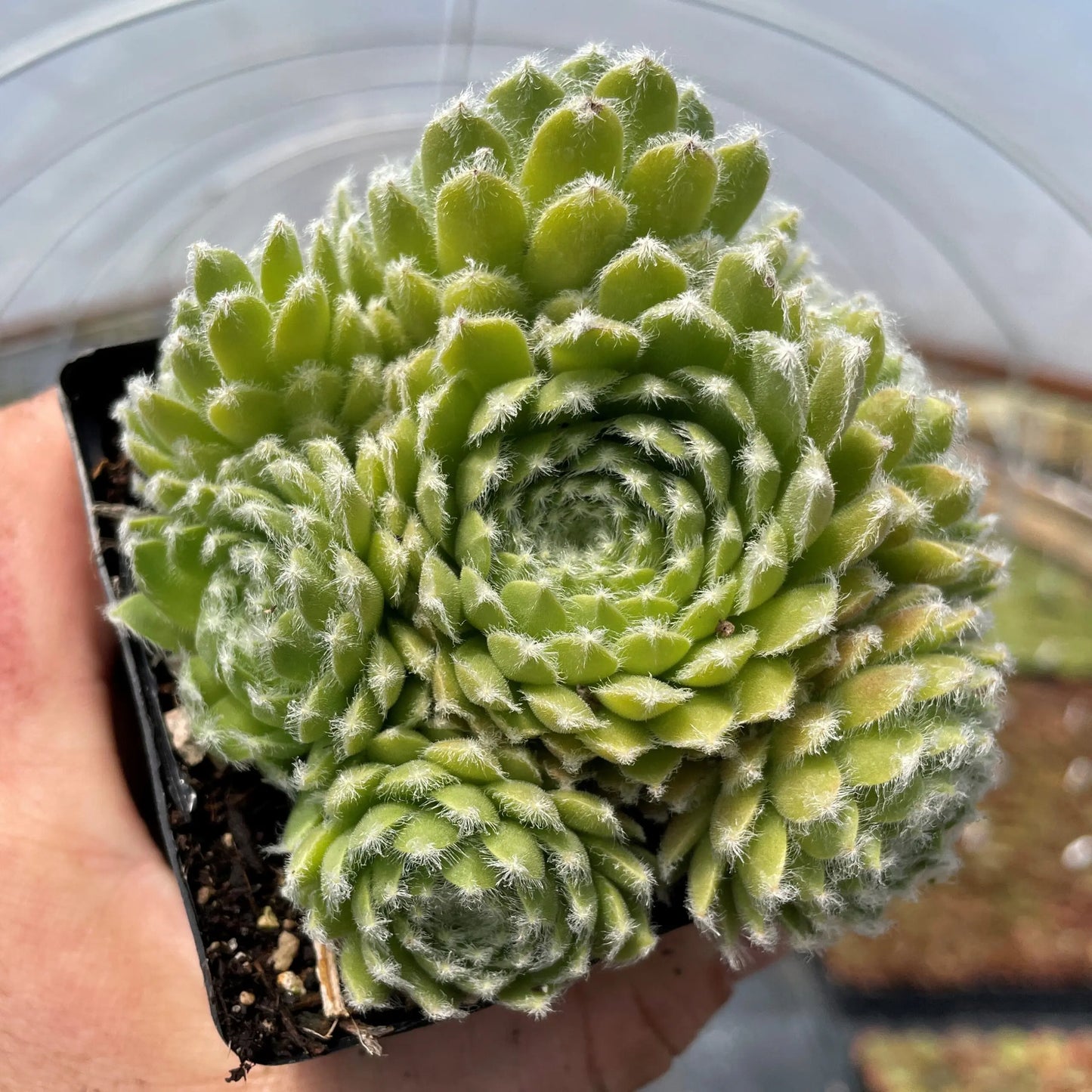 Sempervivum ‘Little Toy’ (Cobweb Houseleek)