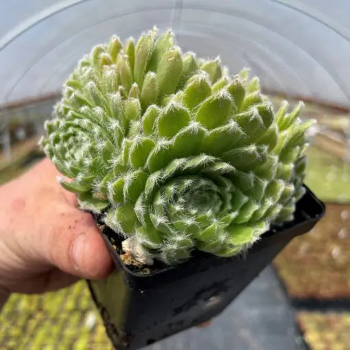 Sempervivum ‘Little Toy’ (Cobweb Houseleek)