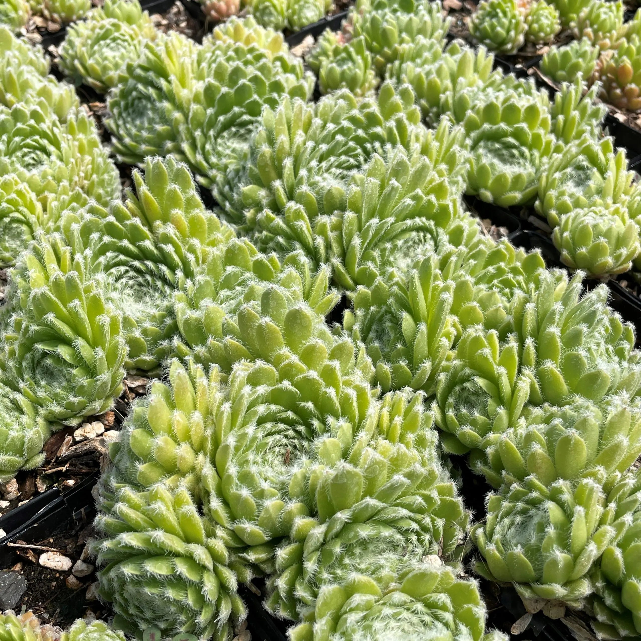 Sempervivum ‘Little Toy’ (Cobweb Houseleek)