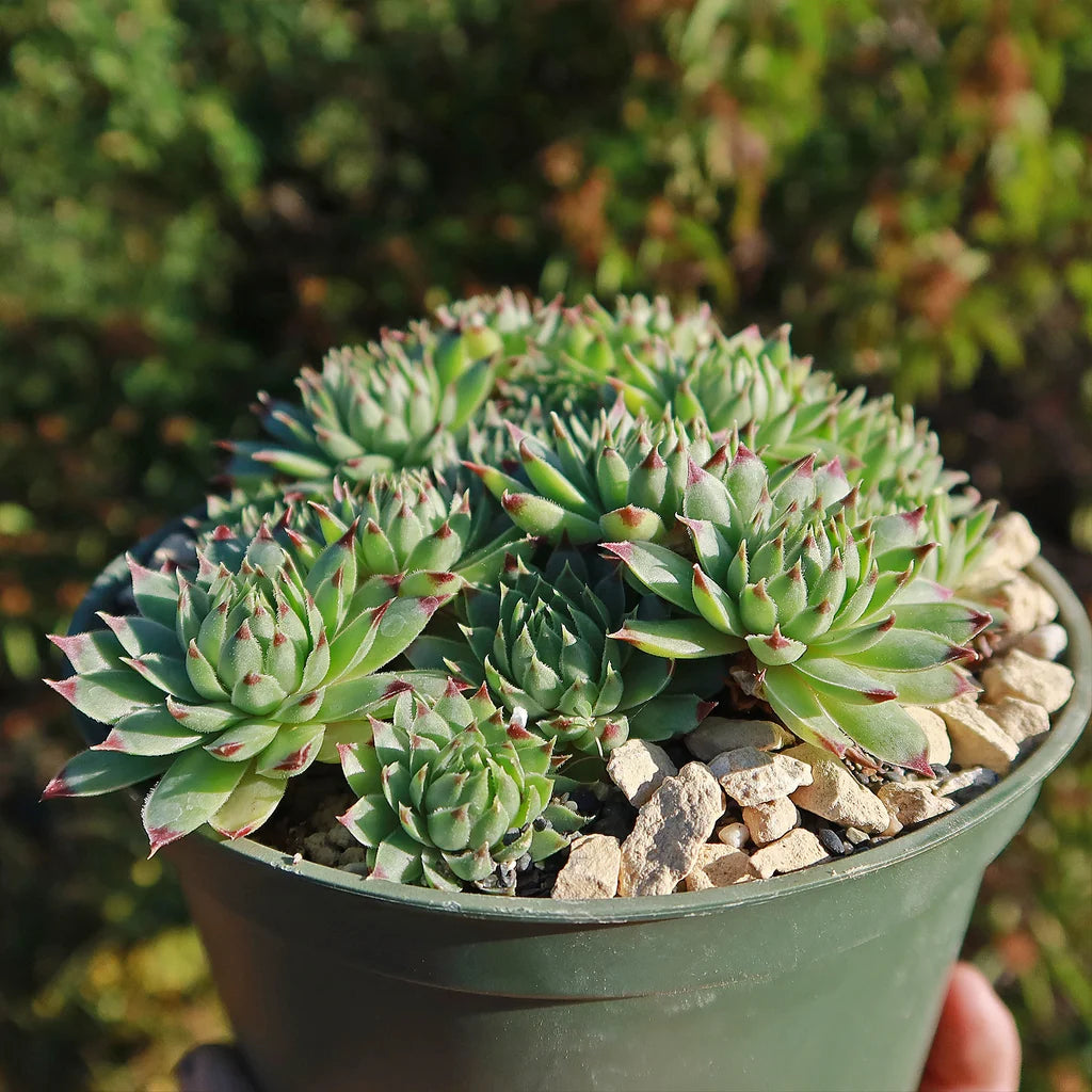 Sempervivum calcareum (Calcareous Houseleek)