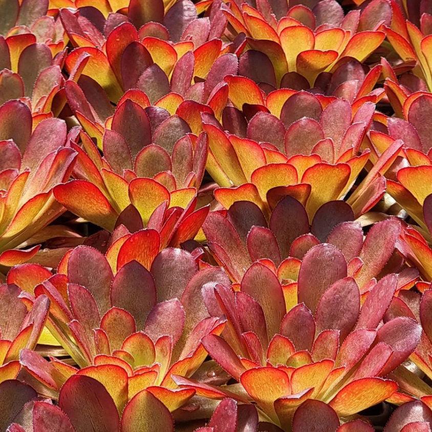 Semponium Sienna (Sienna Semponium)