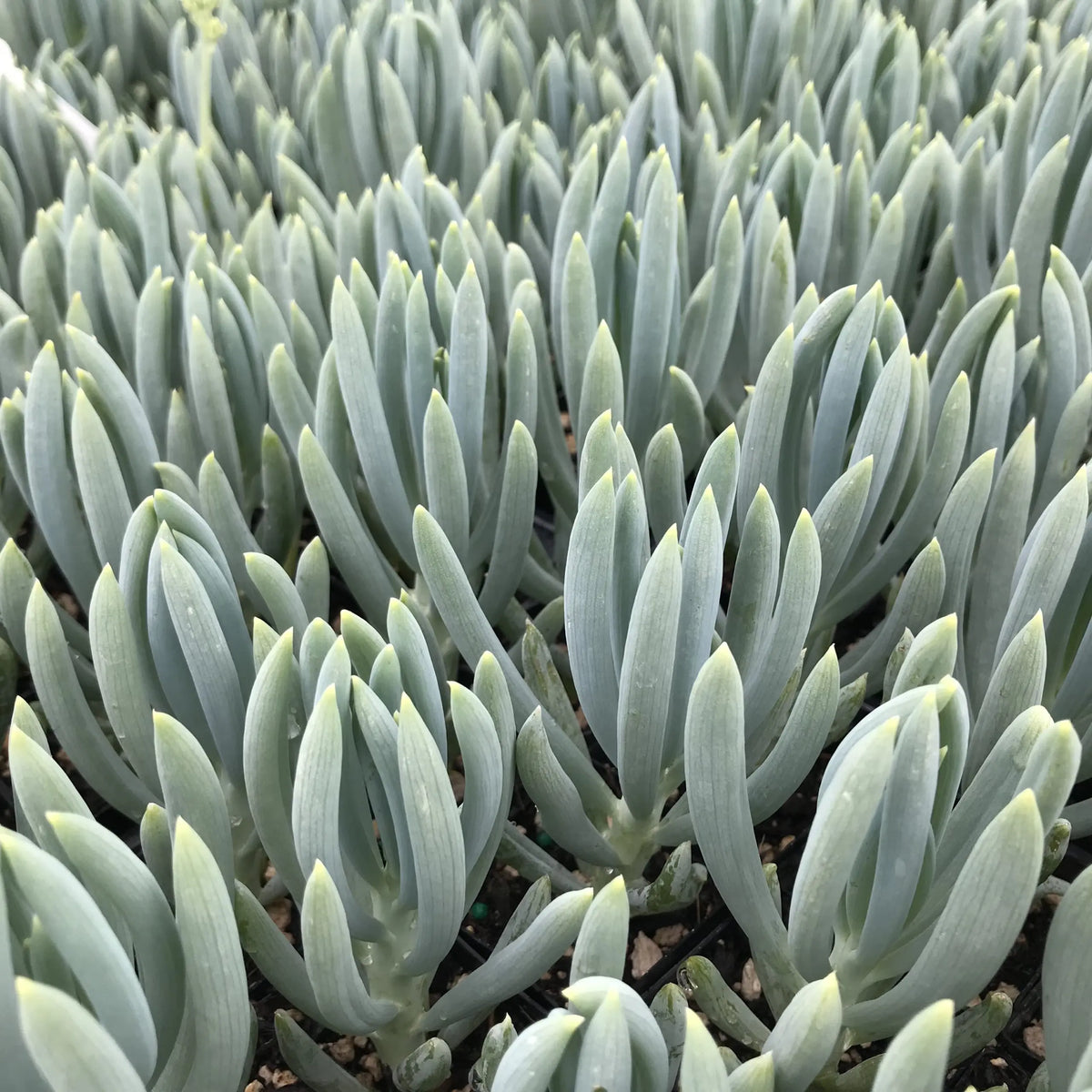 Senecio serpens (Senecio mandraliscae) – Blue Chalksticks