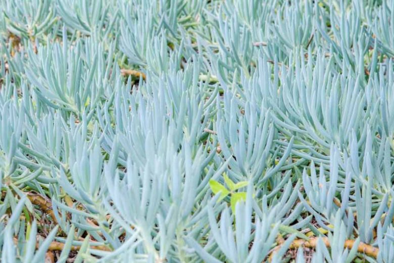 Senecio serpens (Blue Chalksticks)
