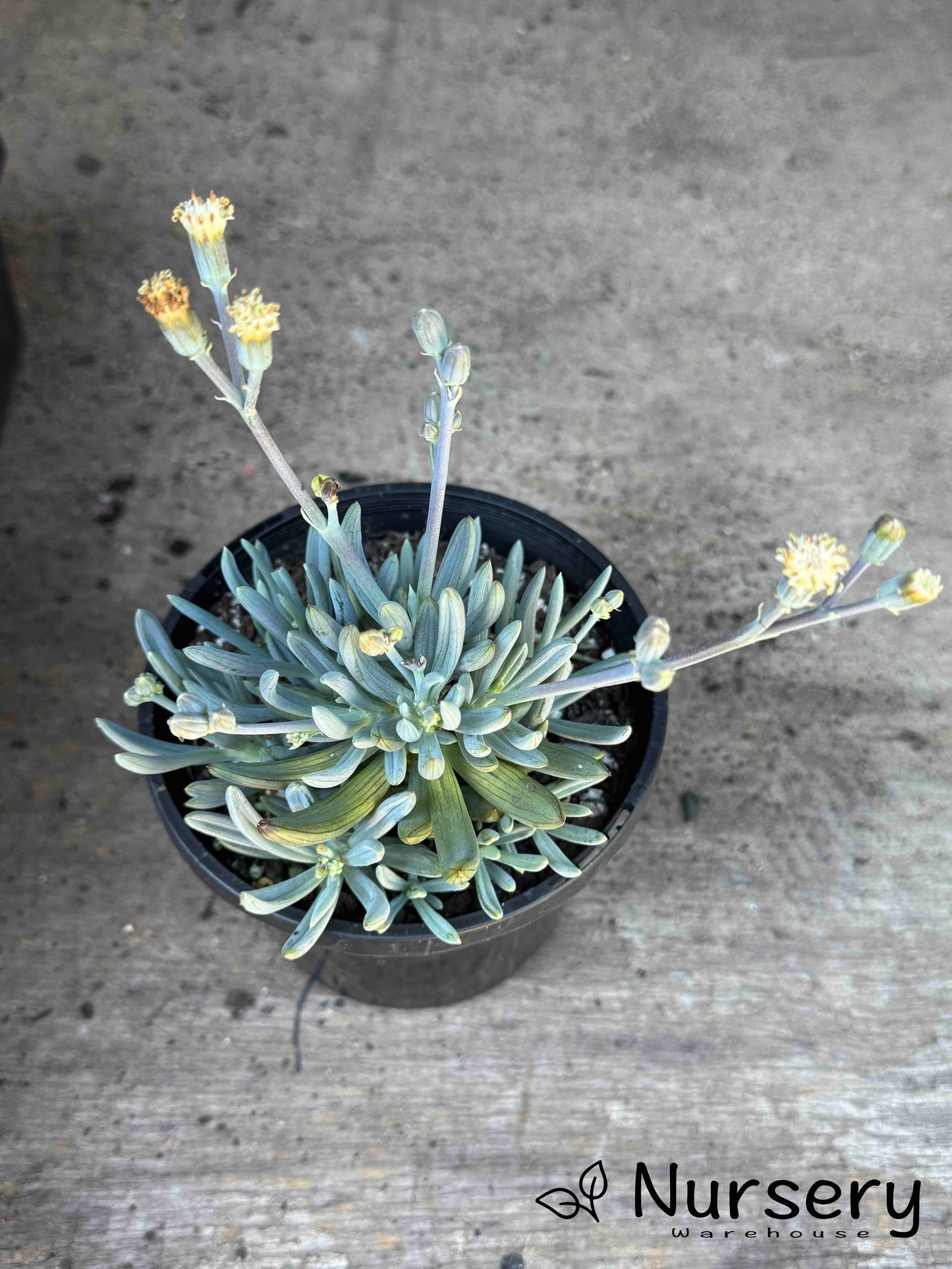 Senecio Serpens Dwarf (Blue Chalk Stick Dwarf)