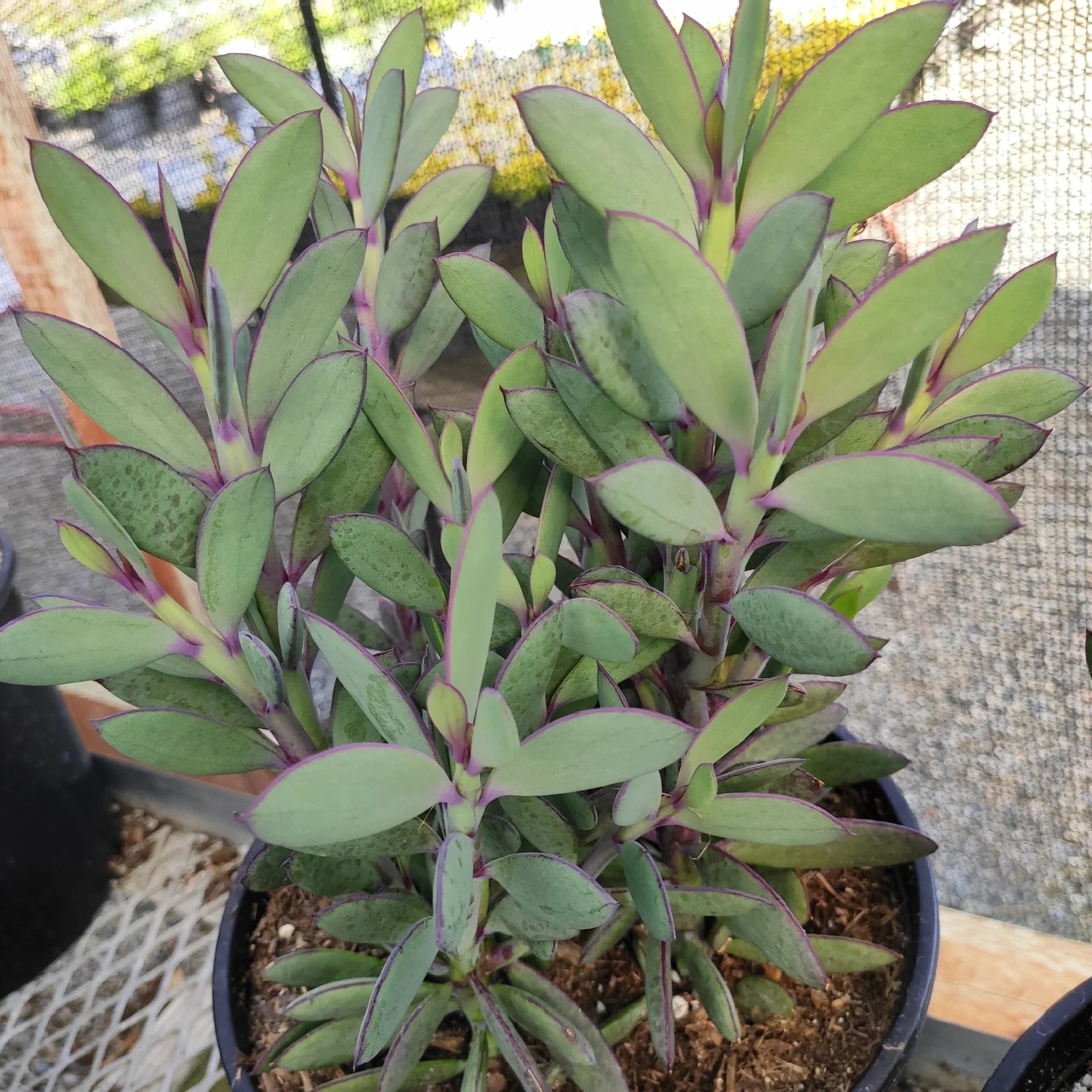 Senecio Crassissimus (Vertical Leaf Senecio)