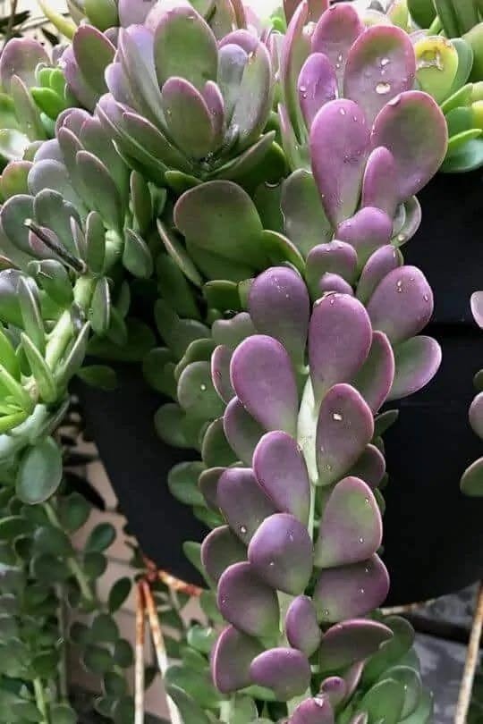 Senecio Jacobsenii (Weeping Jade)