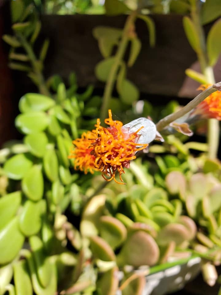 Senecio Jacobsenii (Weeping Jade) Hanging Baskets