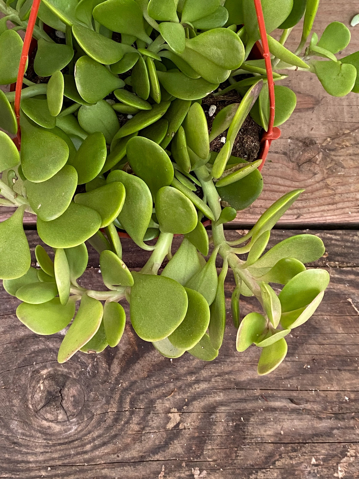 Senecio Jacobsenii (Weeping Jade)