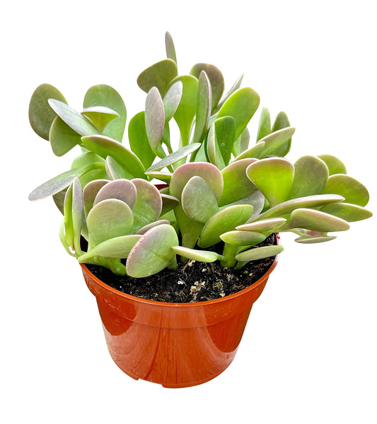 Senecio Jacobsenii (Weeping Jade)