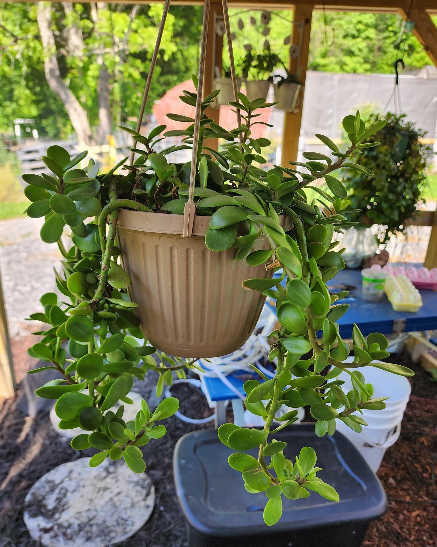 Senecio Jacobsenii (Weeping Jade) Hanging Baskets