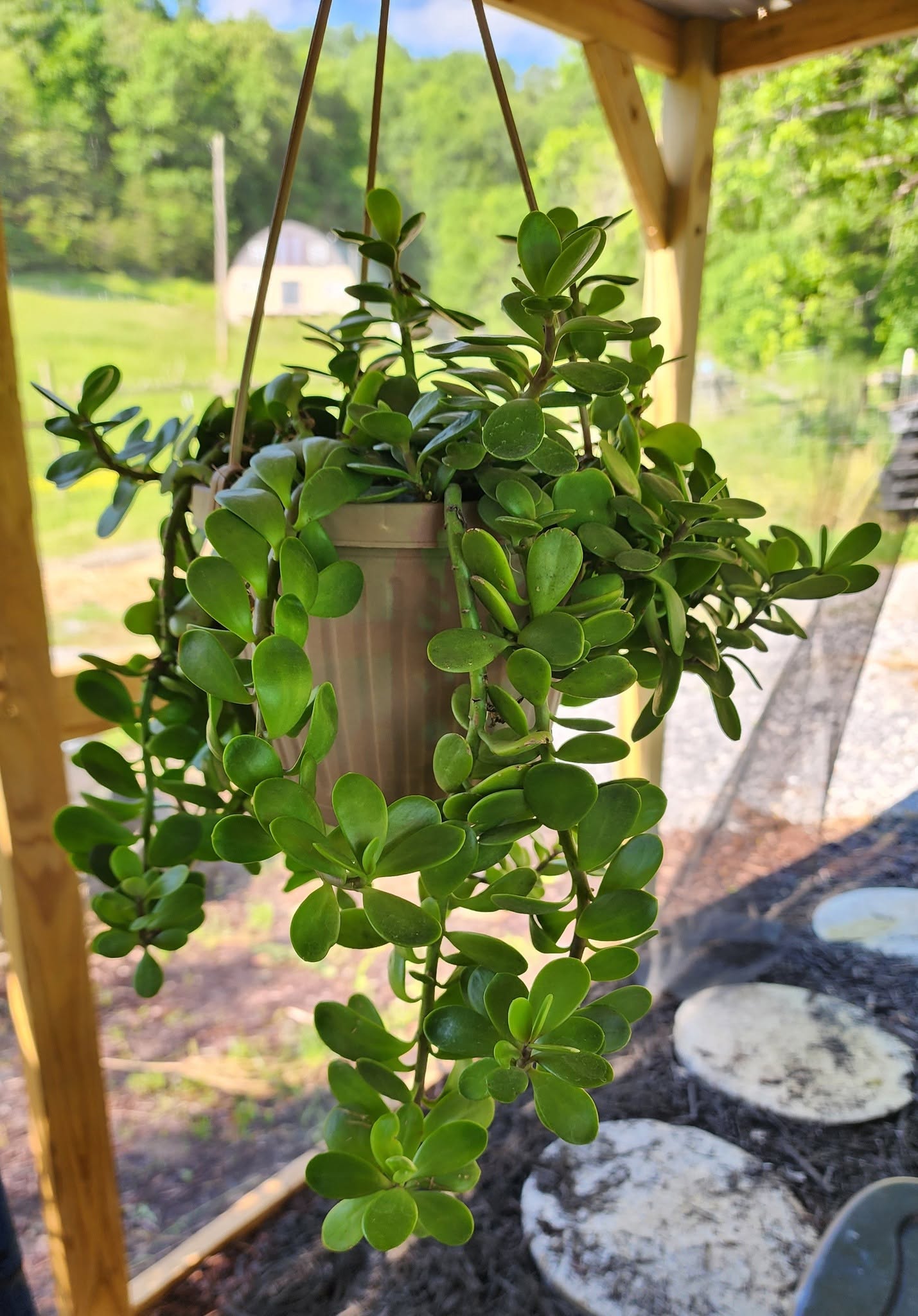 Senecio Jacobsenii (Weeping Jade) Hanging Baskets