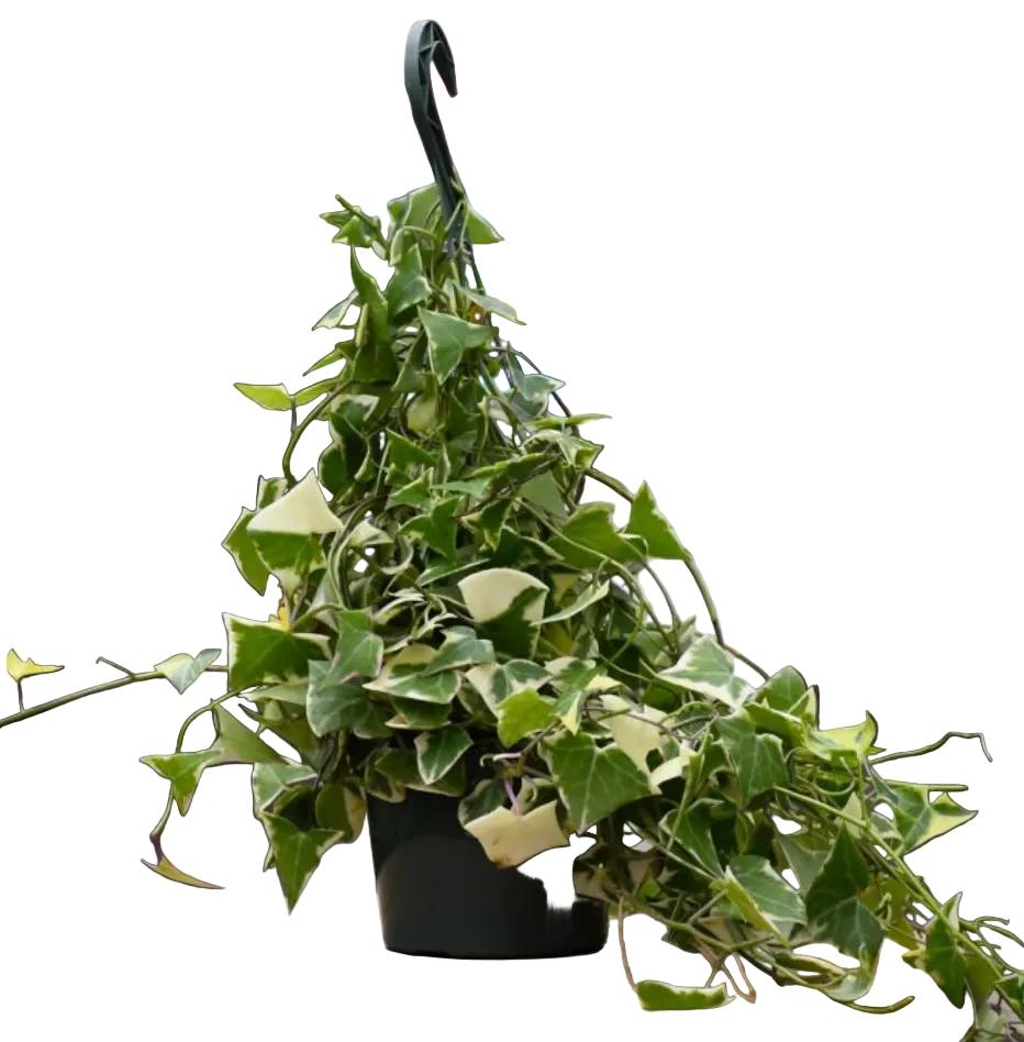 Senecio Macroglossus Variegatus (Variegated Wax Ivy) Hanging Baskets