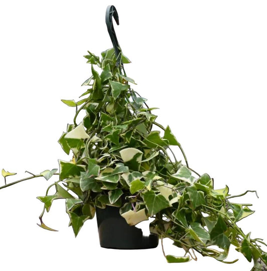Senecio Macroglossus Variegatus (Variegated Wax Ivy) Hanging Baskets