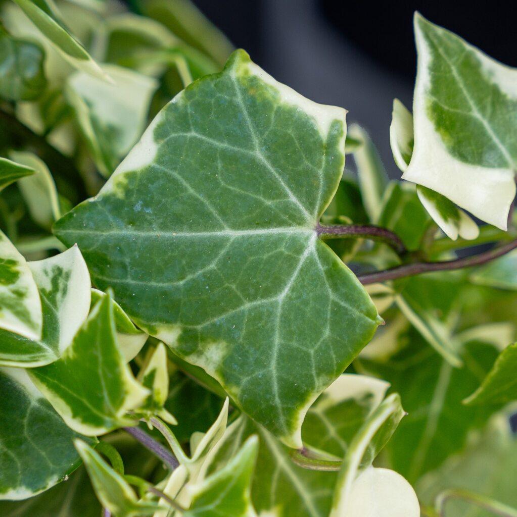 Senecio Macroglossus Variegatus (Variegated Wax Ivy) Hanging Baskets