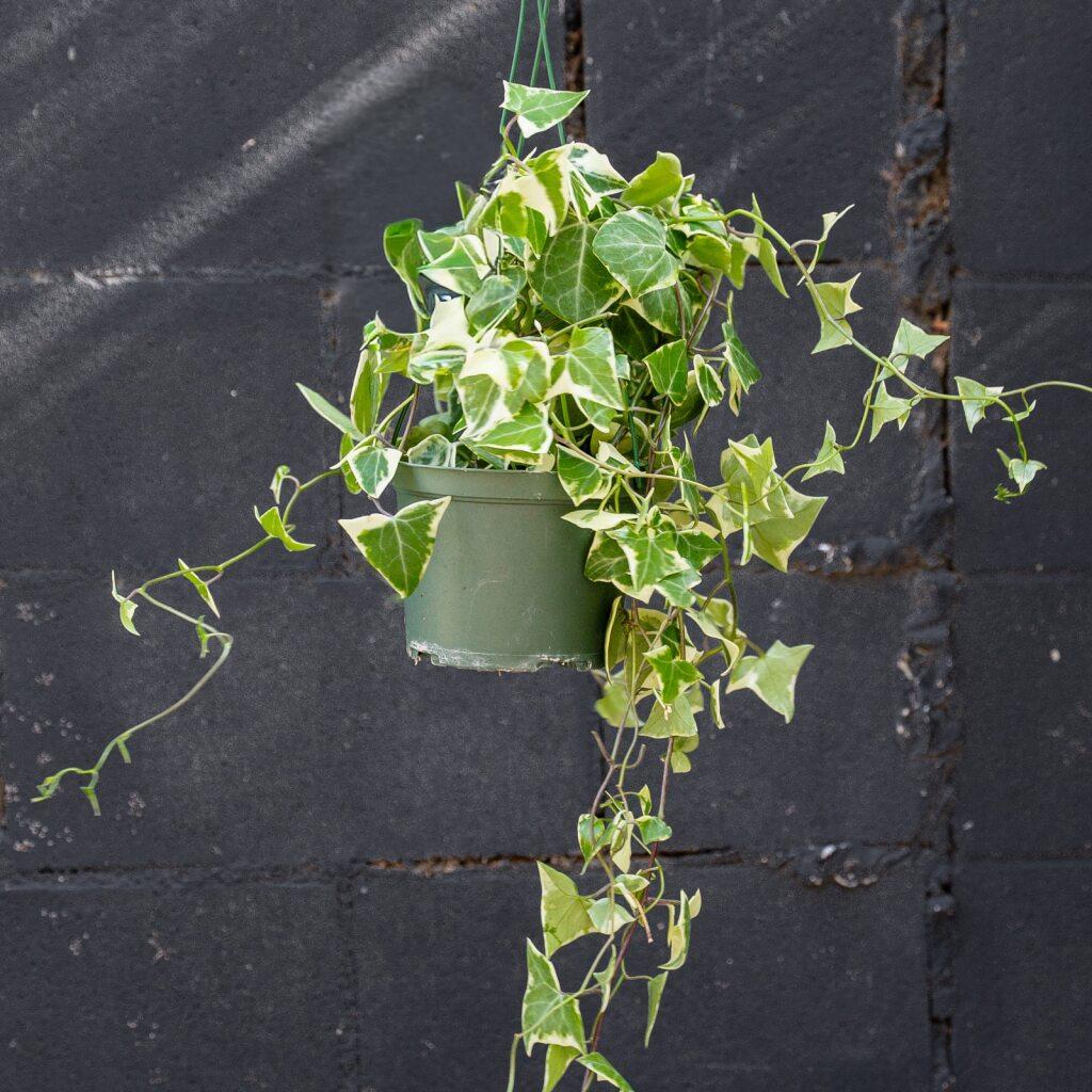 Senecio Macroglossus Variegatus (Variegated Wax Ivy) Hanging Baskets