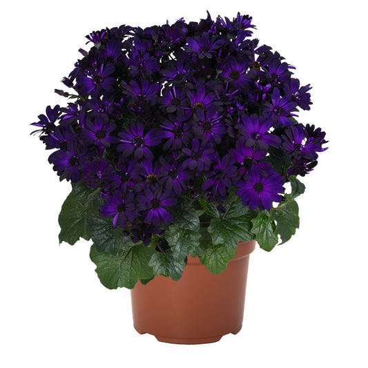 Senecio 'Mandala Purple' (Cineraria)