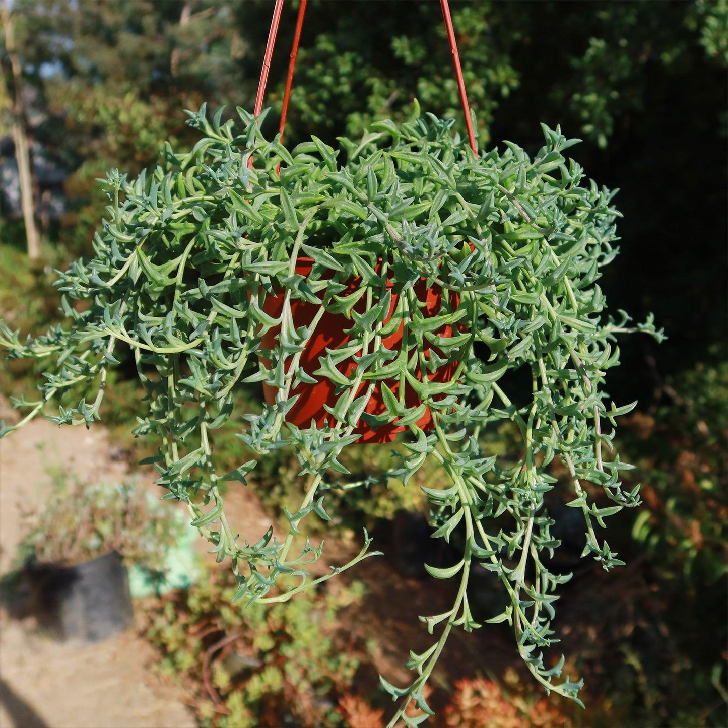 Senecio Peregrinus (String Of Dolphins) Hanging Baskets