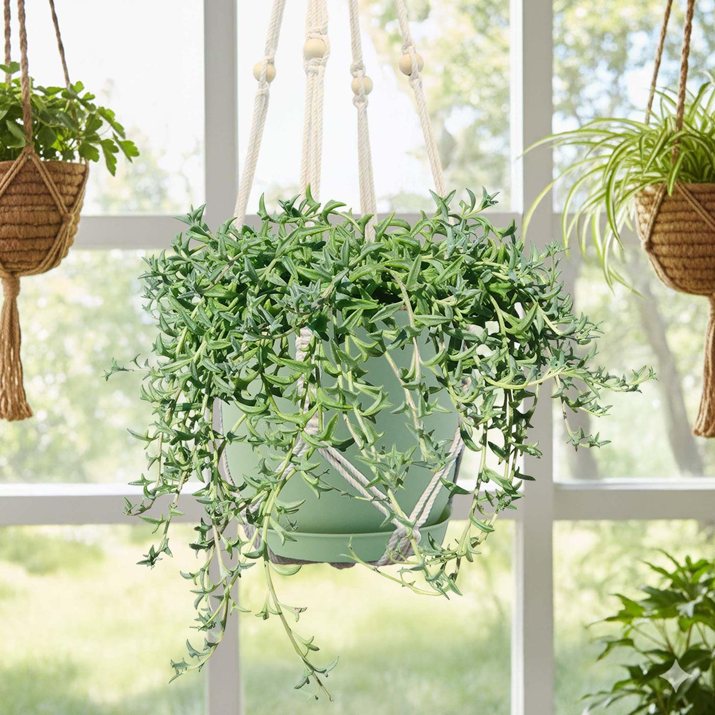 Senecio Peregrinus (String Of Dolphins) Hanging Baskets
